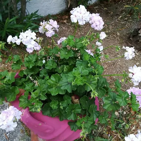 Philippos העיירה סקיאתוס